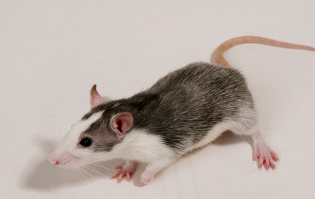 Meet the cocaine-resistant mice