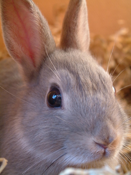 Rabbit virus could treat multiple myeloma