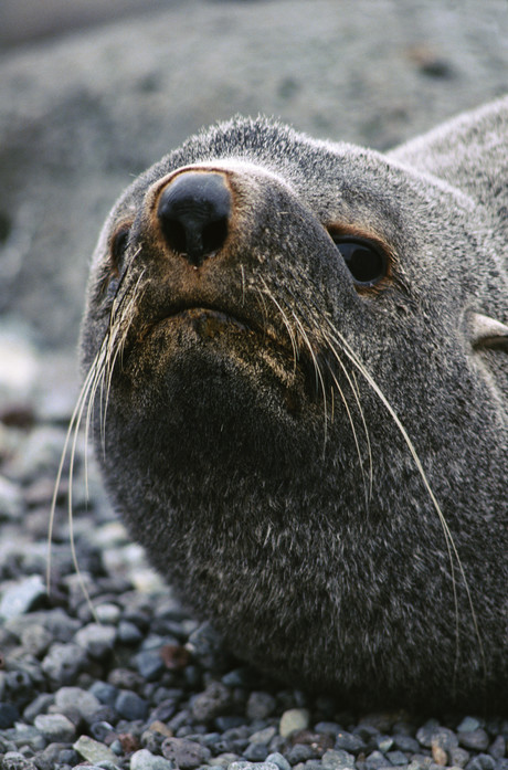 Telemetry tags to track seal populations Telemetry tags to track seal populations