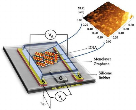 Graphene transistors to detect genetic diseases
