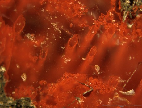 World's oldest fossils uncovered World's oldest fossils uncovered