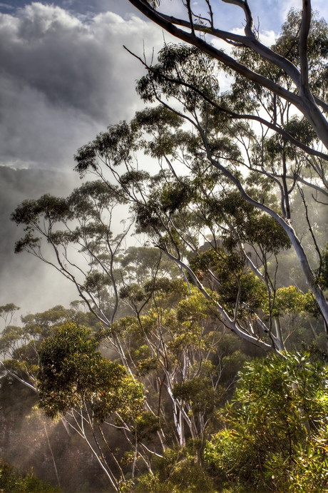 Nutrient access affects trees&#39; carbon storage abilities