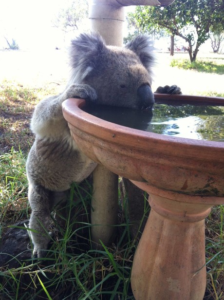 Driven to drink: how climate change is changing koala behaviour