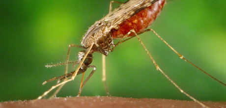 Malaria vaccine successfully tested in humans