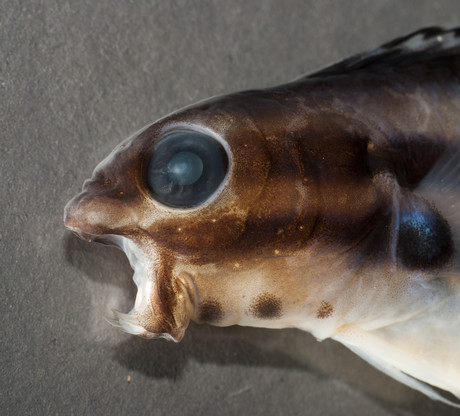 Painkillers made from fish venom?