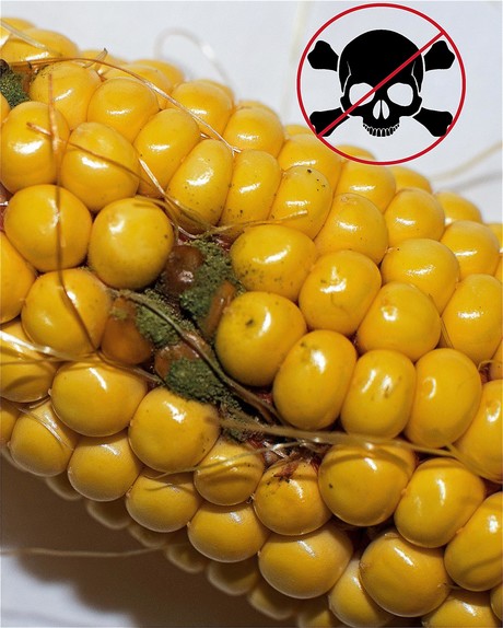 The molecule that protects against aflatoxin