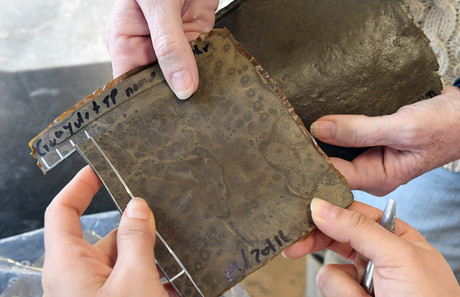 Turning food waste into tyres