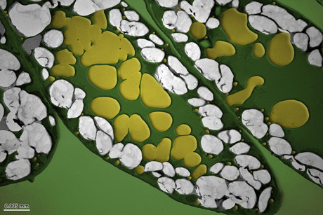 Producing oil in plant leaves Producing oil in plant leaves