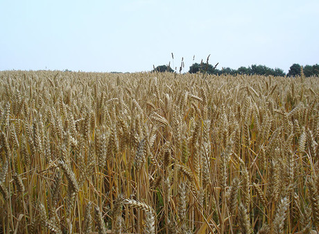 Wheat genome finally reveals its secrets Wheat genome finally reveals its secrets