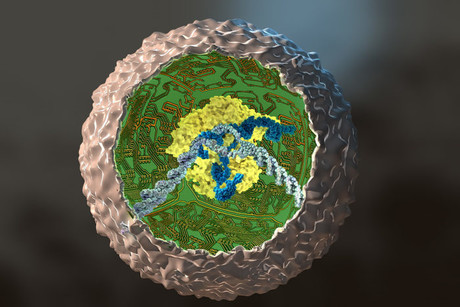 Researchers rewire stem cells to fight arthritis