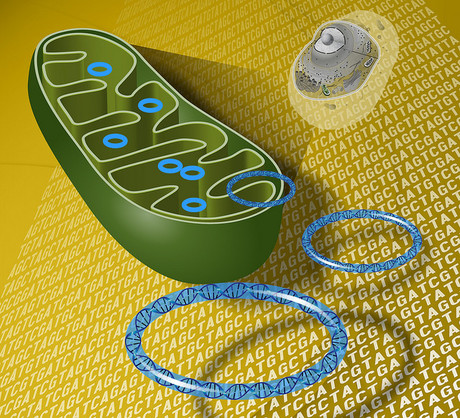 How mitochondria withstand attacks on their DNA