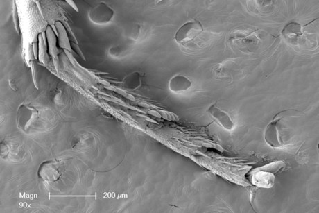 Jumping without slipping: the secret of the leafhopper