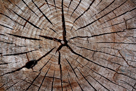 Arborist fined over brain injury