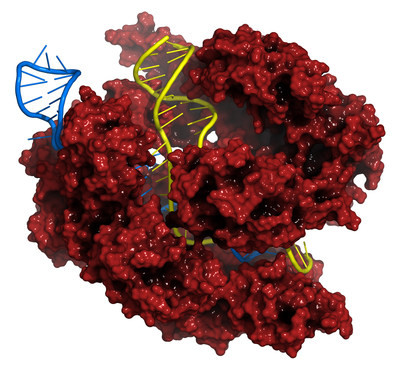 Merck develops new genome editing tool Merck develops new genome editing tool