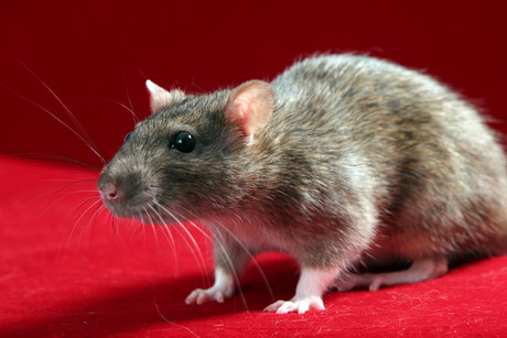 Antibodies found to control seizures in epileptic mice