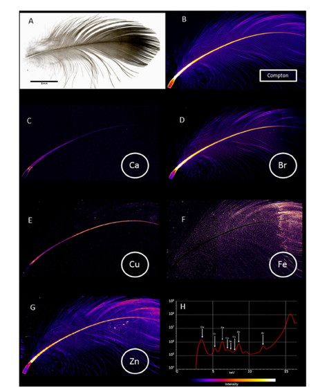 Imaging chemical elements in bird feathers