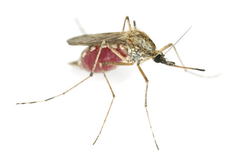 Infecting mozzies with dengue-suppressing bacteria