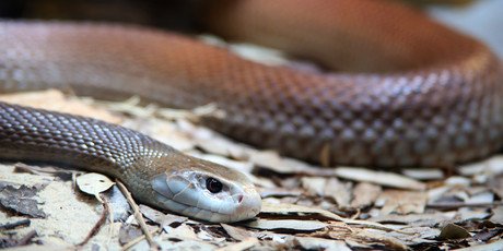 Blood collection tube coated in Taipan venom Blood collection tube coated in Taipan venom