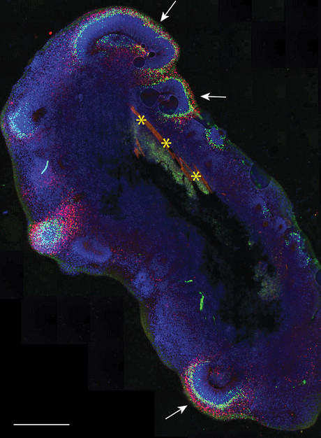 Building brains with bioengineering