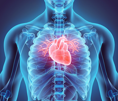 Coronary artery disease genes influence reproduction Coronary artery disease genes influence reproduction