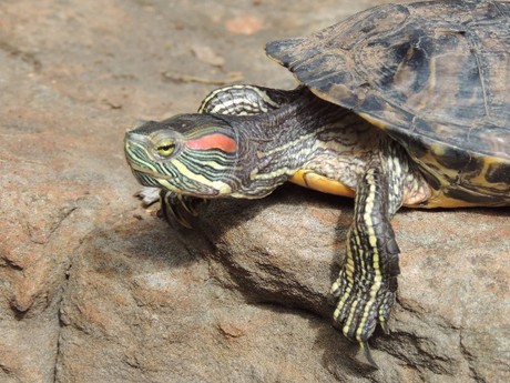 DNA tracking could combat pest turtles