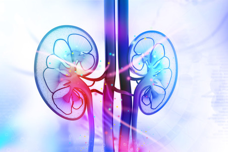 Monash discovery paves way for growing replacement organs Monash discovery paves way for growing replacement organs