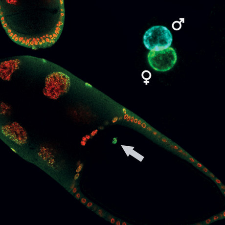 Mother's epigenetic memory essential for embryo development and survival Mother's epigenetic memory essential for embryo development and survival