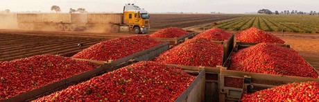 Tomato transparency: from vine to dine