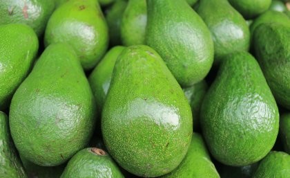 Researchers develop &quot;game changer&quot; for avocado production