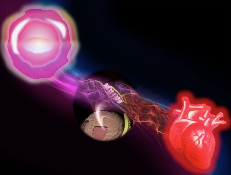 Synthetic molecule directs stem cells to turn into heart muscle cells