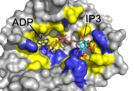 One step closer to a new antifungal drug One step closer to a new antifungal drug