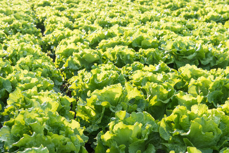 How can farmers improve soil performance? How can farmers improve soil performance?