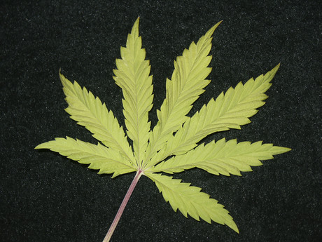 New TGA rules assist access to medical cannabis