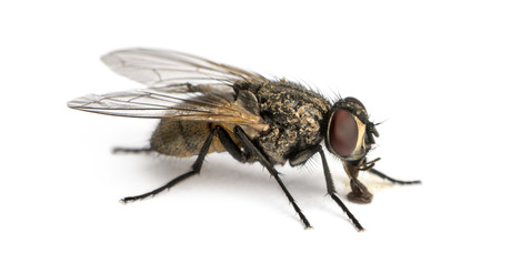 Flies carry more harmful bacteria than suspected