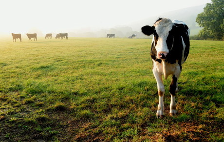 Dairy Tomorrow &mdash; NZ dairy sector launches new strategic vision
