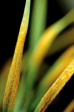 Sustainability researchers among 2017 CSIRO Awards recipients Sustainability researchers among 2017 CSIRO Awards recipients