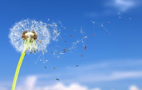 Don't bother with hayfever tablets Don't bother with hayfever tablets
