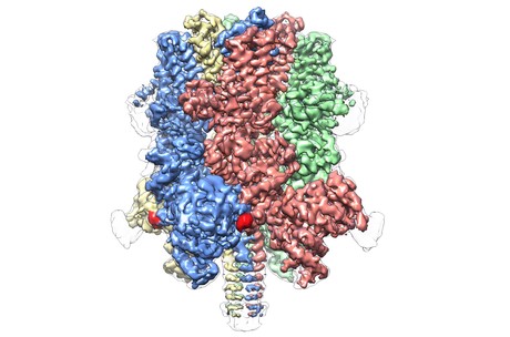 Atomic structure revealed for blood flow-regulating protein Atomic structure revealed for blood flow-regulating protein