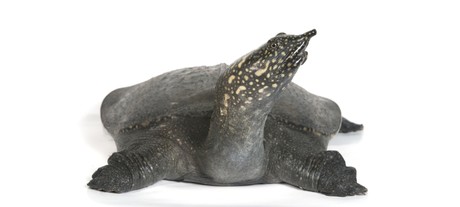 TPG to compensate nbn users for slow speeds