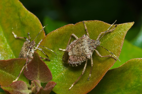 NZ stopping Italian stink bugs at its sea ports NZ stopping Italian stink bugs at its sea ports