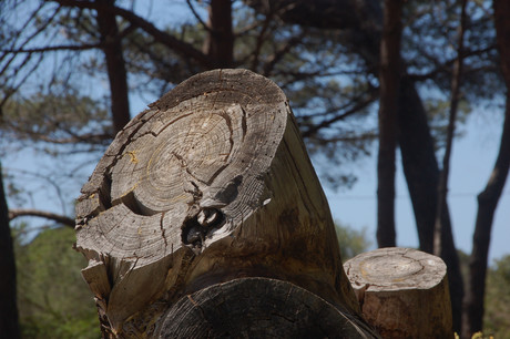 Company fined after woman hit by tree