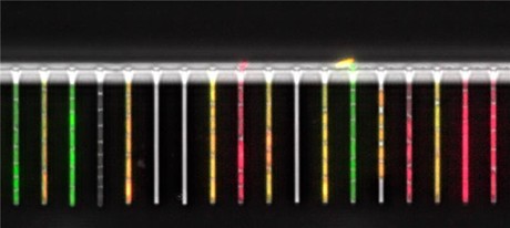 Lab-on-a-chip used to study single bacterial cells