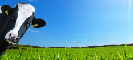 Quality monitoring in milk processing &mdash; Part 1