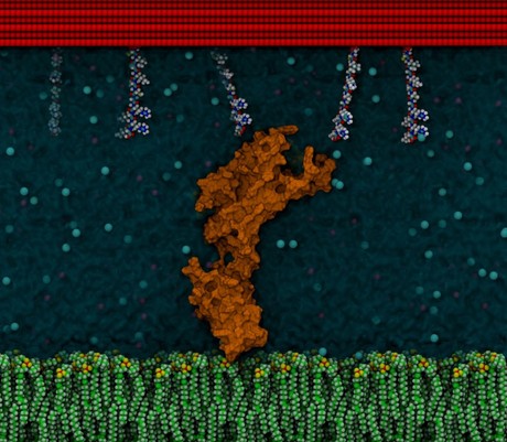 Electric fields + peptides = better implantable device integration