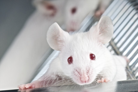 Mice successfully immunised against multiple cancers
