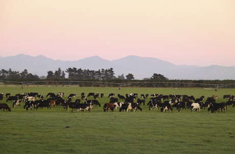 China&#39;s sustainable milk problem