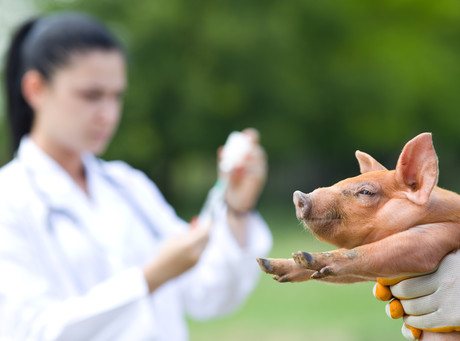 Breeding techniques and the ANZ Food Standards Code Breeding techniques and the ANZ Food Standards Code