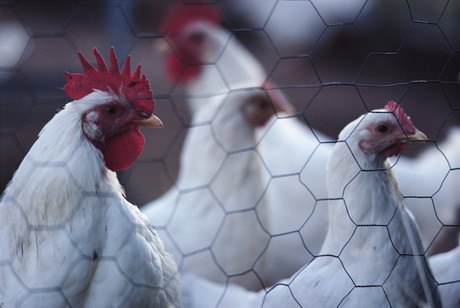 Carcass disposal and food-animal disease outbreaks Carcass disposal and food-animal disease outbreaks