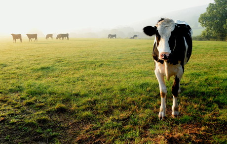 Can NZ eradicate <em>Mycoplasma bovis</em> from its cattle herd? Can NZ eradicate <em>Mycoplasma bovis</em> from its cattle herd?