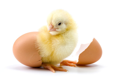 What do hatching chicks and food safety have in common?